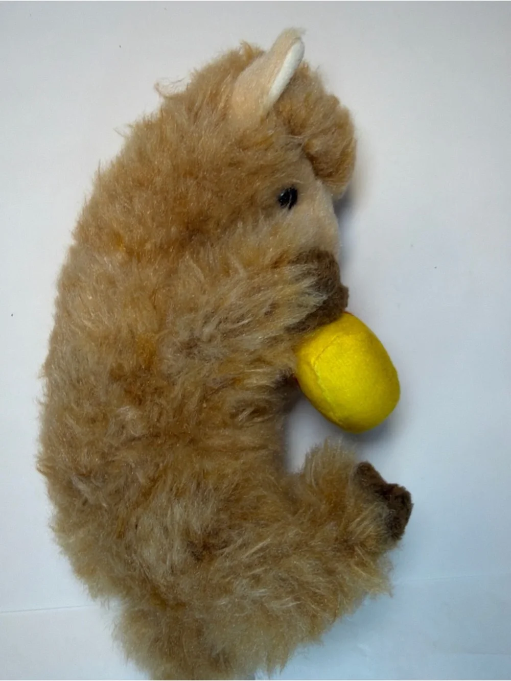 Douglas rare alpaca